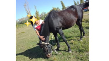El caballo fue robado durante el lunes. Foto: gentileza