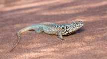 Imagen de Nueva especie en Vaca Muerta: una lagartija única en el mundo fue presentada hoy en Roca