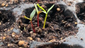 Octubre es el mes ideal para armar la huerta en casa