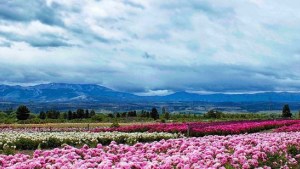 Trevelin vuelve a florecer, pero ahora en un circuito de peonías que busca el éxito de los tulipanes