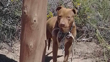 El perrito estaba atado a un poste, en la zona norte de la ciudad. Foto gentileza