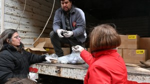 Cómo fue la recuperación de fósiles de Bariloche, el contrabando de material más importante del país
