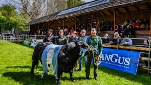 Un toro Angus de Chubut se llevó el récord de precio en el remate de Junín de los Andes