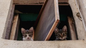 Científicas descubrieron que los gatos tienen al menos 276 expresiones faciales