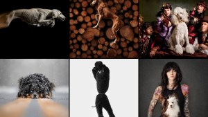 ¿Te gusta sacarle fotos a tu perro? Una selección de las mejores fotos caninas del año