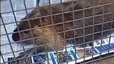 La nutria fue trasladada en una jaula a una veterinaria de Neuquén. Foto: Gentileza.