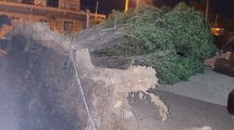 Imagen de Árboles y carteles caídos en Neuquén, en medio del alerta por viento