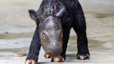 El pequeño ejemplar nació el pasado fin de semana. Foto: Gentileza. 