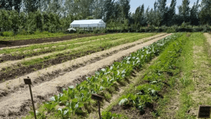 Cómo repoblar las chacras: Allen se decide por la agroecología