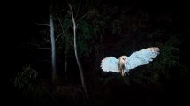 Imagen de Las fotos ganadoras del concurso de Parques Nacionales retratan la diversidad y conmueven