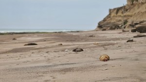 Gripe aviar, cómo sigue la situación en las costas de Río Negro
