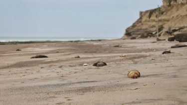 Gripe aviar, cómo sigue la situación en las costas de Río Negro