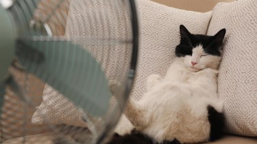 Qué hacer con mi gato ante una ola de calor como la de este finde, en Neuquén y Río Negro