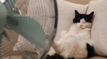 Imagen de Cinco mitos en el Día Internacional del Gato