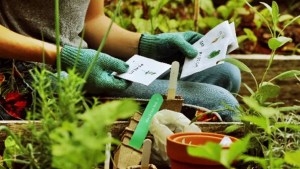 Huerta de verano: 3 tips para cuidar lo que sembramos