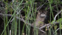 Imagen de El mágico encuentro con un huillín curioso en el Parque Nahuel Huapi