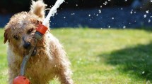 Imagen de Qué hacer con mi perro ante una ola de calor como la de este finde, en Neuquén y Río Negro