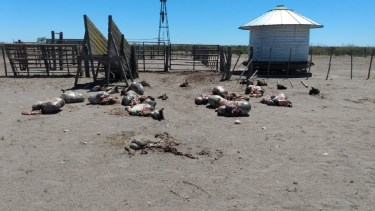 El robo se produjo en un establecimiento del Valle Medio. Foto: gentileza.