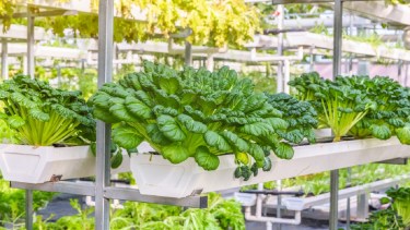 Tres empresas que apuestan a la agricultura vertical alrededor del mundo. Imagen de fanjianhua en Freepik.