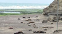 Imagen de Gripe aviar en lobos marinos: se reunió el Comité de Crisis para resolver la situación en La Lobería