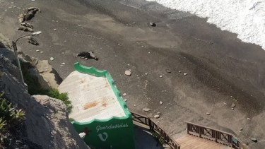 La Lobería continuará cerrada y evalúan opciones para sacar los cuerpos de los lobos marinos en la playa.  
Foto: gentileza