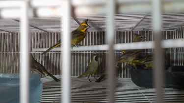 El tráfico de aves es un negocio millonario que dejó al cardenal amarillo al borde de la extinción en Río Negro
