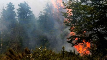 El incendio se desató en un bosque nativo. Foto; Gentileza. 