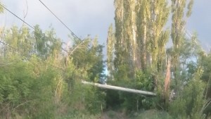 Tormenta en Cinco Saltos: un árbol caído dejó a vecinos sin luz ni agua