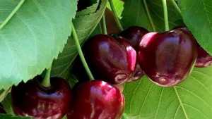Las cerezas, cada vez más protagonistas en el Valle
