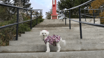 Imagen de Buscan a Azul, una perrita que se escapó de una peluquería en Regina: «Es mi bebé, estoy desesperada»