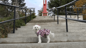 Buscan a Azul, una perrita que se escapó de una peluquería en Regina: «Es mi bebé, estoy desesperada»