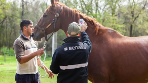 Se confirmó nuevo caso de encefalitis equina en humanos, ahora en Entre Ríos