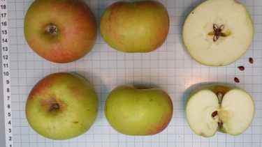 Variedades. En 2021 se logró la inscripción de nueve cultivares de manzanos con potencial sidrero.