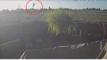 Imagen de Video | Impactante: así cayó la avioneta en Cutral Co, donde murieron dos personas