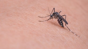 Detectan en Neuquén la reproducción del mosquito transmisor del dengue 