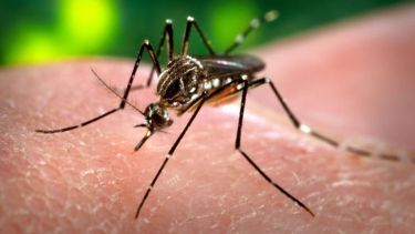 Aumentaron las muertes por dengue en el país y evalúan la incorporación de una vacuna. Foto: archivo