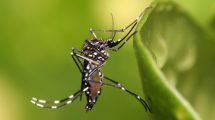 Imagen de Qué hacer para que no avance el dengue en Patagonia 