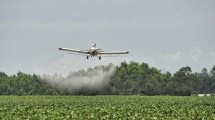 Imagen de Día Mundial de la lucha contra los agrotóxicos: la esperanza está en el cultivo agroecológico