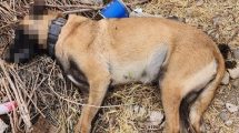 Imagen de Crueldad animal: envenenaron a tres perros en un barrio de Roca
