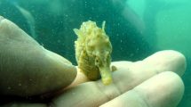 Imagen de Investigan los secretos del caballito de mar patagónico con nueva técnica 