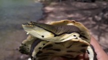 Imagen de Video: sorpresa por la aparición de una tortuga carnívora en el arroyo Durán de Neuquén