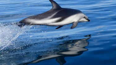 Inolvidable: se embarcó en Puerto Madryn para fotografiar delfines y mirá lo que pasó&#8230;