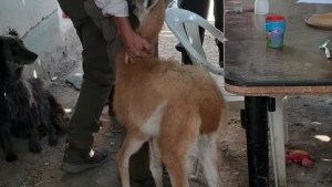 Allanaron una vivienda en Cinco Saltos: encontraron animales enjaulados y desnutridos