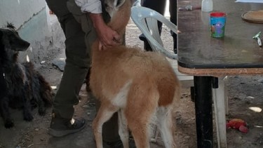 Uno de los animales es un guanaco de dos meses de vida que se encontraba desnutrido. Foto: Gentileza.