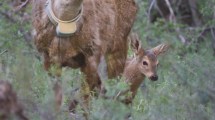 Imagen de Nació el primer huemul gestado en una estación de rehabilitación y recría en Chubut