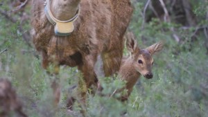 Buscan que el huemul vuelva a habitar el Parque Lanín tras 30 años ausente: cómo lo harán