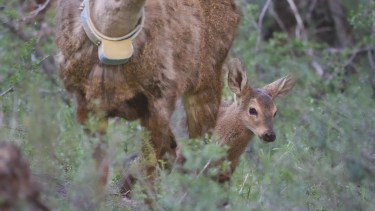 Buscan que el huemul vuelva a habitar el Parque Lanín tras 30 años ausente: cómo lo harán