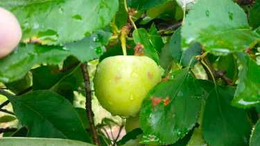 Las marcas que quedaron en la fruta de una chacra del Alto Valle. La zona más afectada fue la de Roca. (Foto: Gentileza)