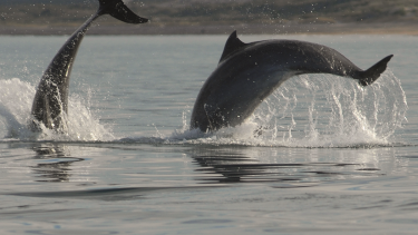 La tonina es una especie de delfín. Pueden medir más de 2,5 metros y pesar 350 kilogramos Crédito F. Azara