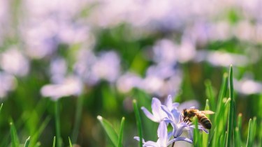 La nueva startup Eiru ayudará a predecir dónde van a estar las abejas y cuánto se producirá en los cultivos/ Crédito: Aaron Burden/Unplash